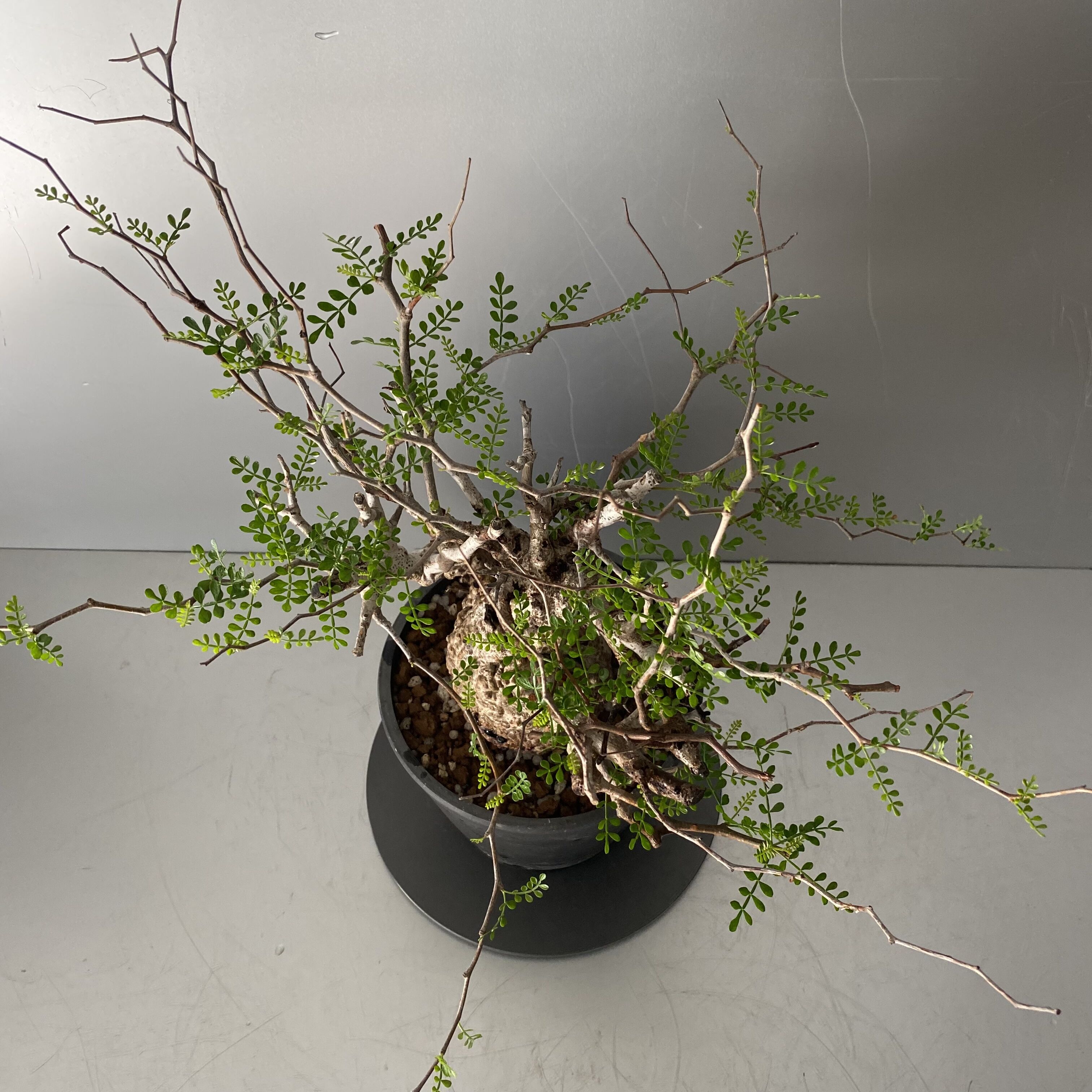 発根済 小さな巨人 オペルクリカリア パキプス P20 | Botanical Holic