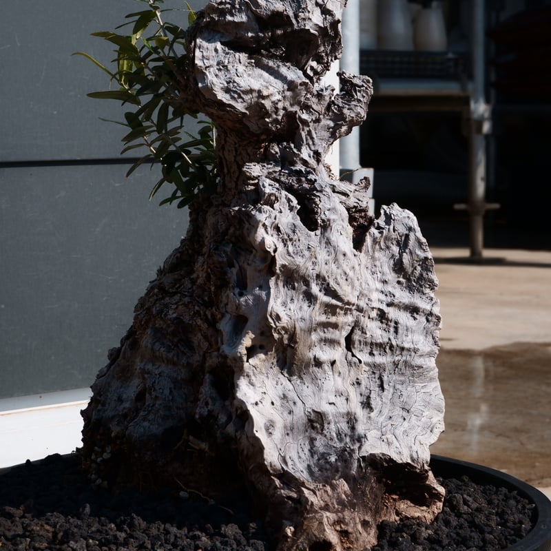 Old Olive 古木オリーブ［No.26］× 12号皿鉢 (φ36cm) | Botani