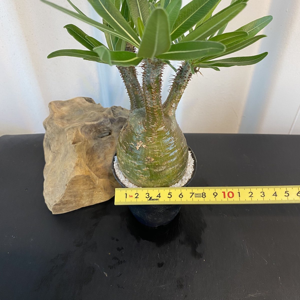 グラキリス 発根済 200年8月輸入 現地株】BH-B39 『4色から選べる化粧