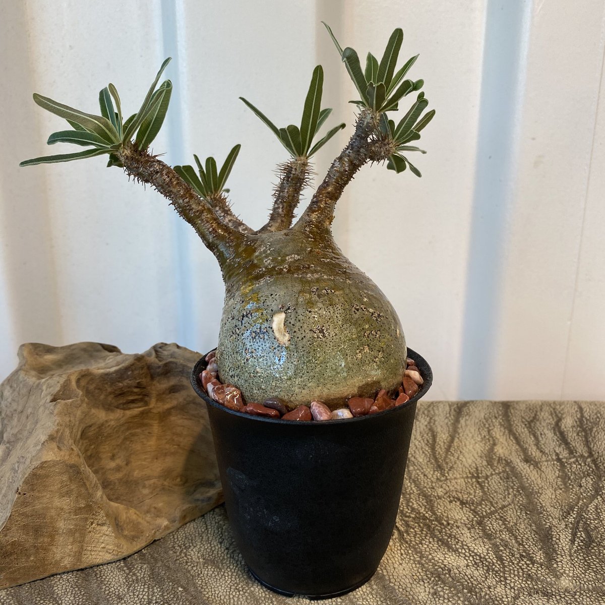 グラキリス 現地株 発根済 プラステラス90ごと グラキリス 現地球 発根