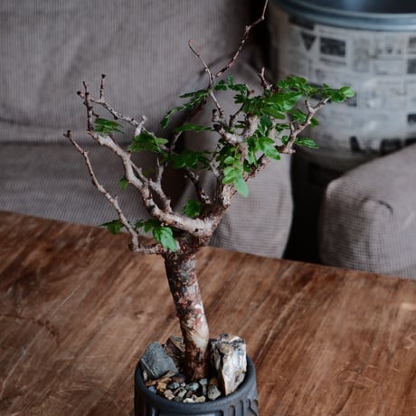 コミフォラ モンストローサ［No.21］  ×  根本峻吾 作 S.N POT type.tall「 鐡 - kurogane - 」3号 植木鉢 笠間焼