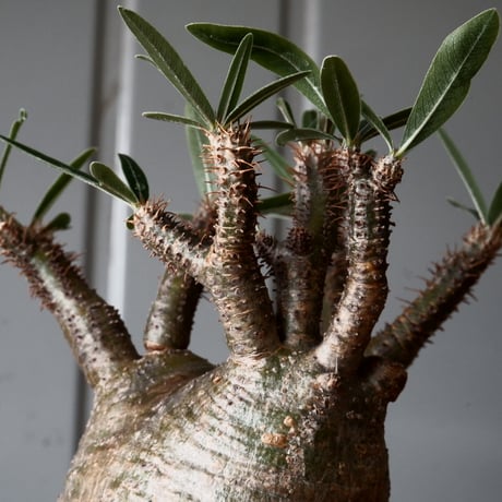 グラキリス φ8cm - 象牙宮 -［No.55］  × 磯部祐介 作「 匣 - kou - 」3号 植木鉢 笠間焼