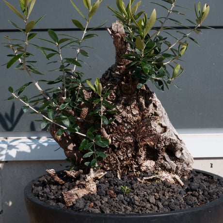 Old Olive 古木オリーブ［No.24］× 10号皿鉢 (φ30cm)
