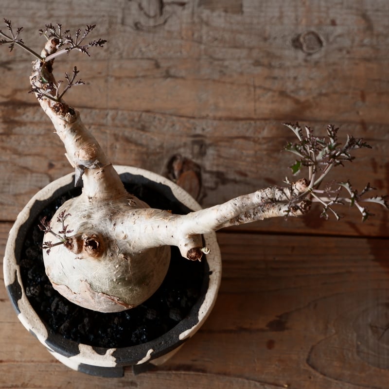 丸株 キフォステンマ ベティフォルメ ナローリーフ ソマリア産 輸入株