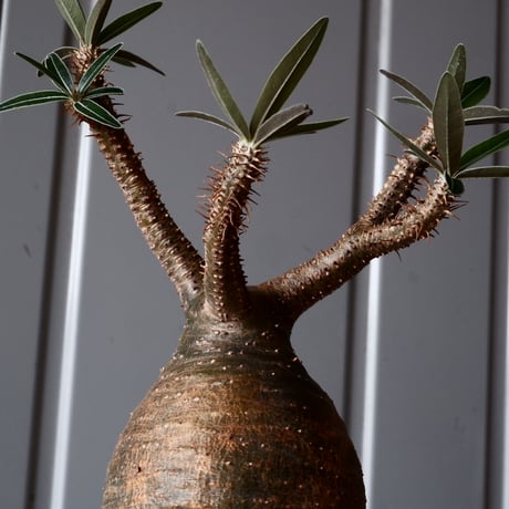グラキリス φ8.5cm - 象牙宮-［No.44］× 根本峻吾 作 S.N POT type.round「 爪牙 -堕天白- 」3号鉢 笠間焼
