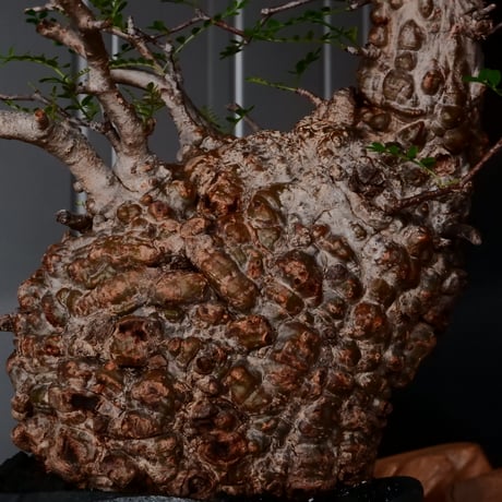 オペルクリカリア パキプス φ 14cm［No.33］  × 沖誠 作「Spilal - 燻銀彩 - / round 」 4号 植木鉢 笠間焼