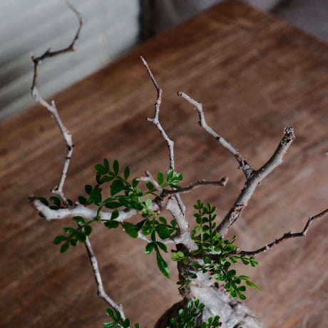 オペルクリカリア パキプス φ11cm［No.30］  ×  杉山悠 作 3.5号 植木鉢 笠間焼