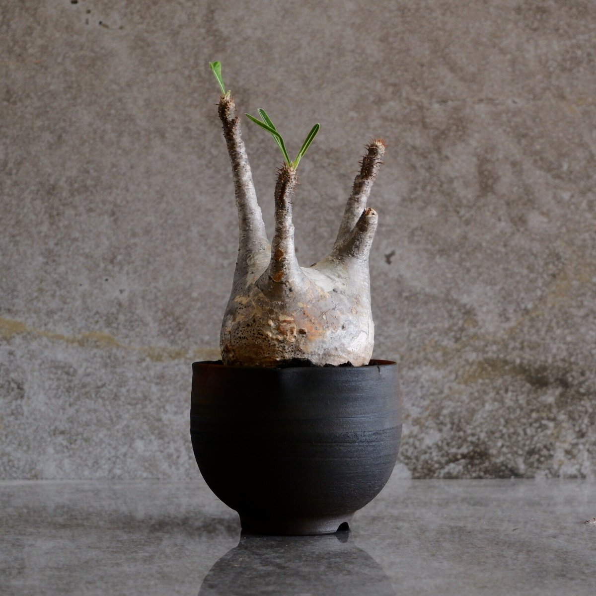 白肌 グラキリス - 象牙宮 - size S［No.58］ × 木村直人 作 「輪花 - r