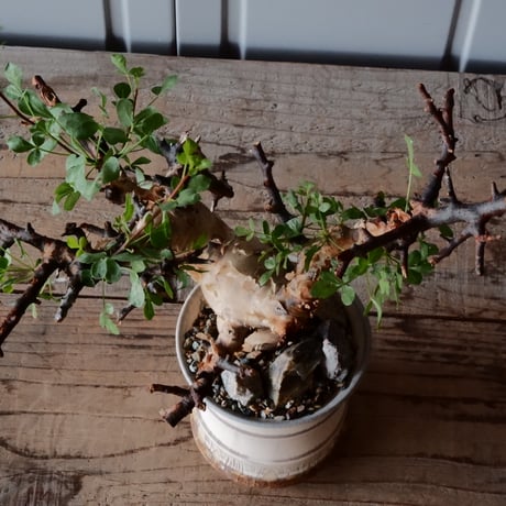 コミフォラ カタフ ピュア［No.05］  × 杉山悠 作 φ11cm 植木鉢 笠間焼