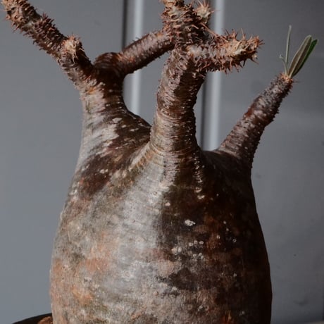 グラキリス φ8.5cm - 象牙宮 - ［No.71］  ×   沼野秀章 作「 black wrap 」3号 植木鉢 笠間焼