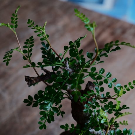オペルクリカリア パキプス φ8.5cm［No.33］  ×   沼野秀章 作「 black wrap 」3号 植木鉢 笠間焼