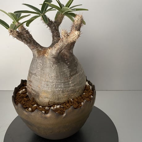 発根済 グラキリス BG-201 × S.N.Pot "丸"- crown - 5号鉢 ［作家  "根本峻吾"］