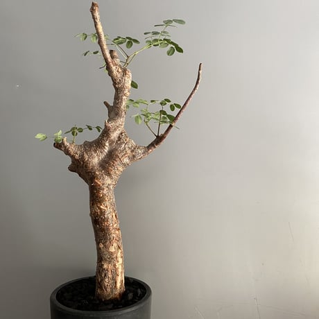 CATEGORY デロニクス プミラ | Botanical Holic