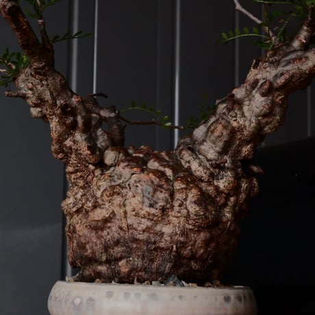 オペルクリカリア パキプス φ 11cm［No.28］  × 杉山悠 作 3号 植木鉢 笠間焼