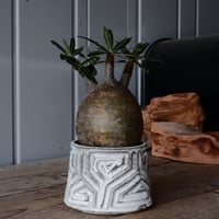 グラキリス φ10cm  - 象牙宮- ［No.35］  ×   根本峻吾 作 S.N POT type.cylinder「 月光ノ鐵」3.5号 植木鉢 笠間焼