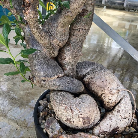 特大 バオバブ アダンソニア ねじ巻き二頭タイプ / Baobab Adansonia［No.06］