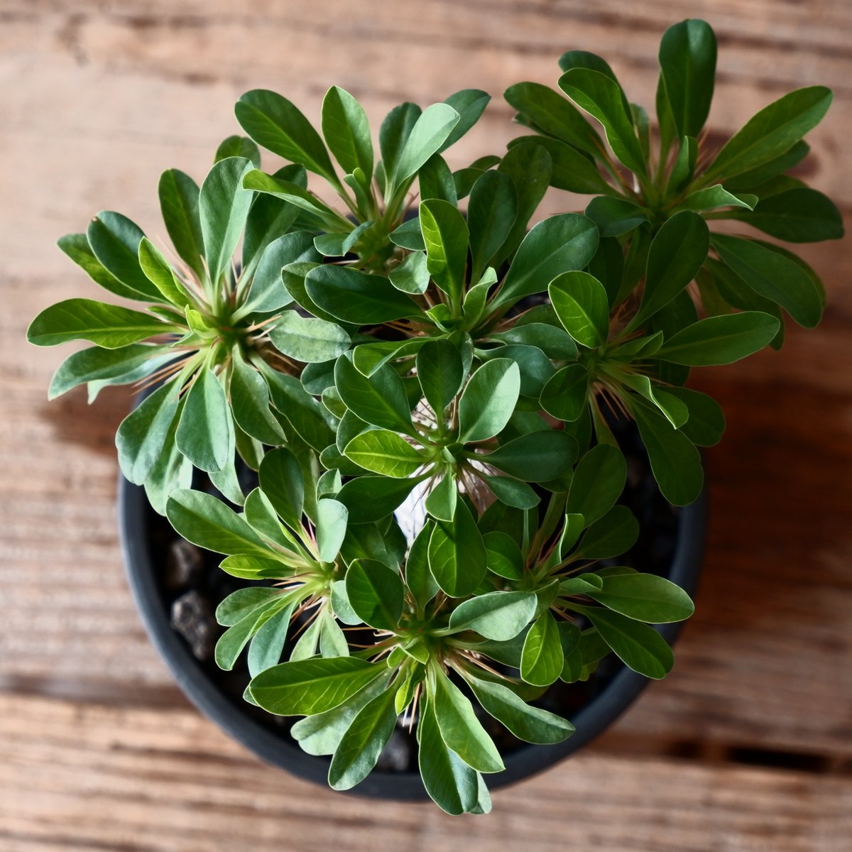 ユーフォルビア ギラウミニアナ 輸入株［No.51］ 4号鉢