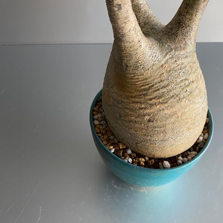 Gracilius M  ×  Flat pot 「Turquoise blue」 - 笠間焼 - C71