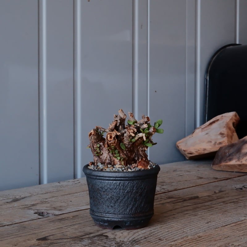 ケラリア ピグマエア［No.13］ ×與那嶺大輔 作 「琉球飛鉋」3号 植木鉢  