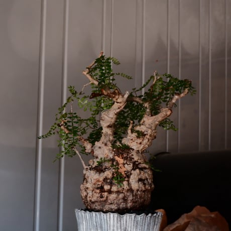 オペルクリカリア パキプス φ 13cm［No.03］  ×   根本峻吾 作 S.N POT  type.slim「 月光ノ爪牙 」 5号 植木鉢 笠間焼