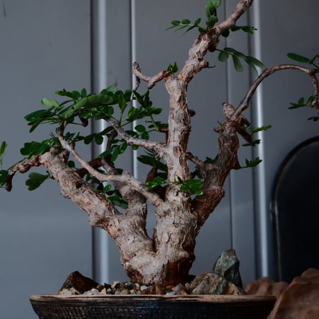 センナ メリディオナリス 現地株 発根済［No.32］  ×  森田昌求 作【 Abstract Scratch 】 4号 植木鉢 笠間焼