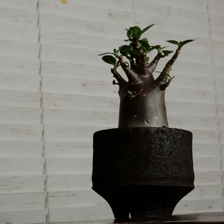 《黒肌》アデニウム アラビカム  "ドワーフ - black skin - "  φ7cm［No.11］  ×   沼野秀章 作「 black wrap 」3.5号 植木鉢 笠間焼