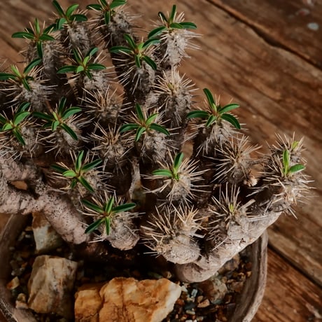 ユーフォルビア ギラウミニアナ ［No.67］  ×   沼野秀章 作「 刻ム音 」5号 植木鉢 笠間焼