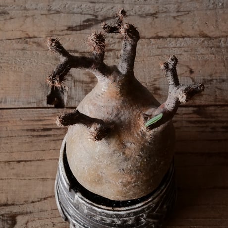 グラキリス φ10cm  - 象牙宮- ［No.81］  ×   根本峻吾 作 S.N POT type.cylinder「 月光ノ雷電」3.5号 植木鉢 笠間焼