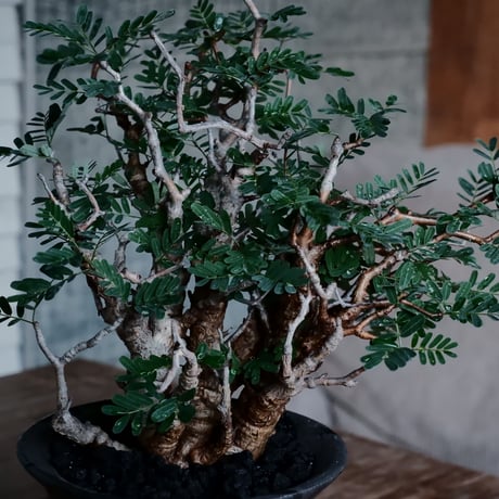 センナ メリディオナリス 低木［No.48］  ×  沼野秀章 作「 black wrap 」 4号 植木鉢 笠間焼