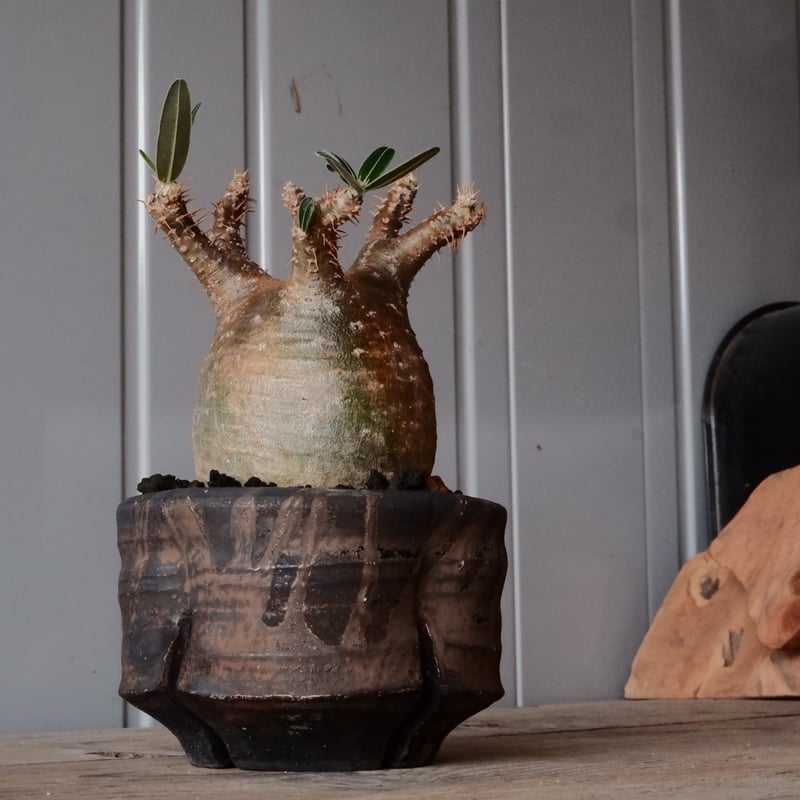 パキポディウム グラキリス現地球発根後1年経過（鉢 沼野秀章） 【公式