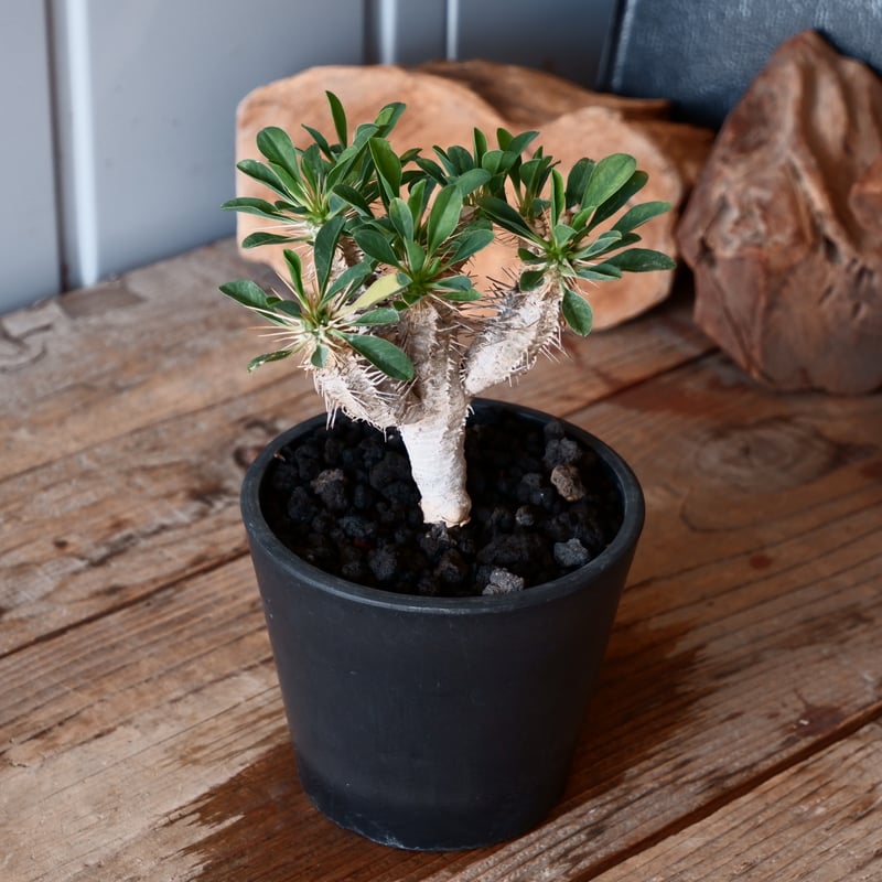 【綴化ver.】ユーフォルビア☆ギラウミニアナ 綴化ver.】ユーフォルビア☆ギラウミニアナ