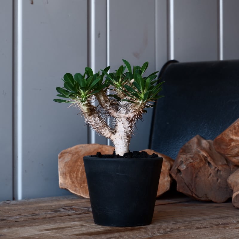 ユーフォルビア ギラウミニアナ 輸入株［No.42］ 3.5号鉢