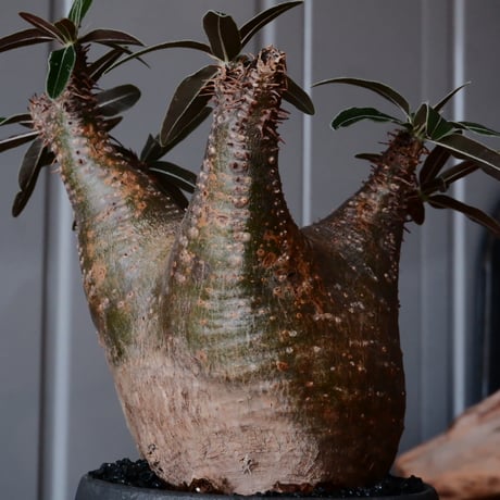 グラキリス φ8cm - 象牙宮 -［No.52］  ×    與那嶺大輔 作 「琉球飛鉋」3号 植木鉢