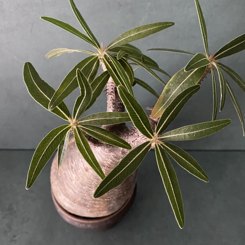 発根済 グラキリス BG-244 × S.N.Pot - horizon - 3号鉢 ［作家