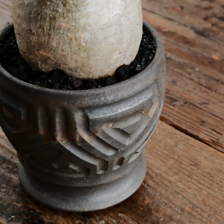 グラキリス φ7.5cm - 象牙宮 - ［No.60］  ×  根本峻吾 作 S.N POT type.round「 鐡 - kurogane - 」 3号 植木鉢 笠間焼