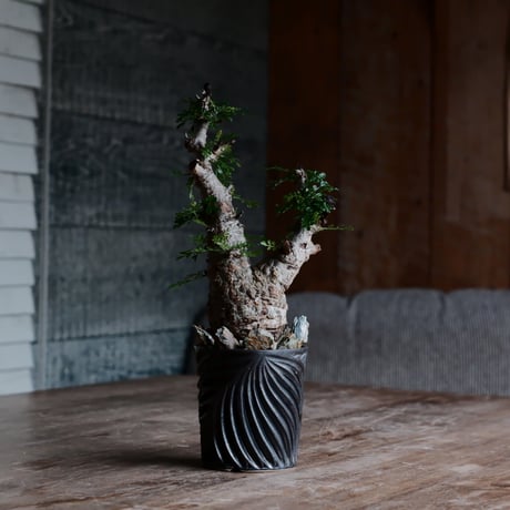 RYUSEN 新里竜子 植物 鉢 植木鉢 RYUSEN 新里竜子 植物 鉢 植木鉢 - メルカリ