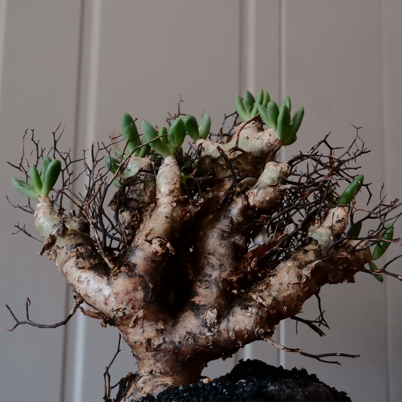 万物想 チレコドン レティキュラーツス［No.03］ × 根本峻吾 作 S.N