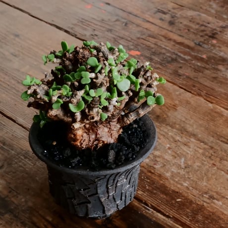 ケラリア ピグマエア 発根済［No.17］  ×   沼野秀章 作「 black wrap 」4号 植木鉢 笠間焼