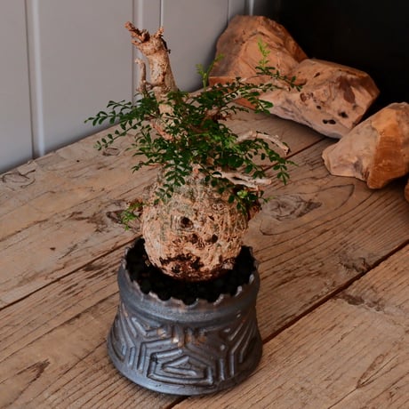 オペルクリカリア パキプス φ 10cm［No.04］  ×   根本峻吾 作 S.N POT  type.cylinder「 鐡 - 黒焔 - 」 4号 植木鉢