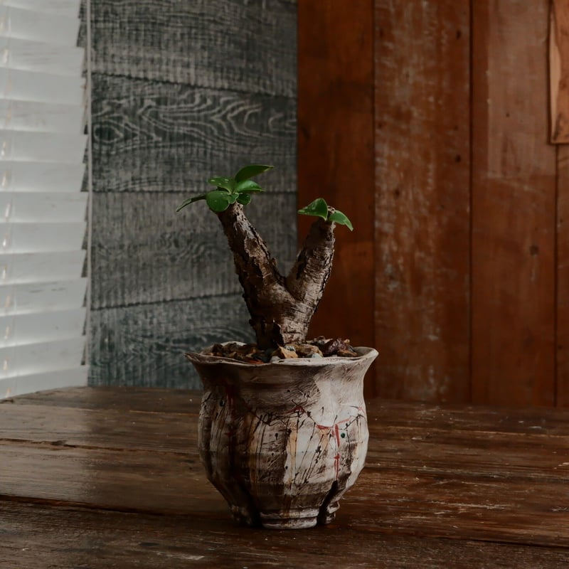 ユーフォルビア イトレメンシス ［No.63］ × 沼野秀章 作「 刻ム音 」3