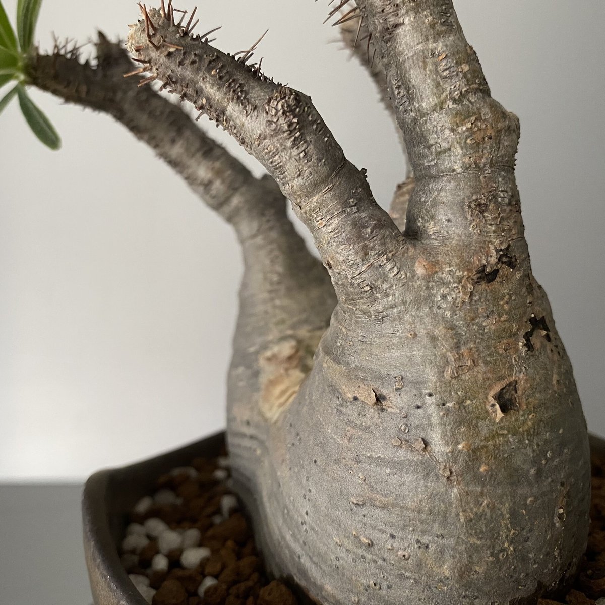 発根済 小ぶり 分頭 グラキリス BG-189 × S.N.Pot 発根済 小ぶり 分頭 グラキリス BG-189 × S.N.Pot