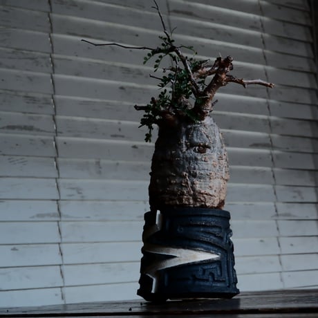 オペルクリカリア パキプス φ8.5cm［No.8］  ×   根本峻吾 作 S.N POT 「 雷電 - raiden - 」3号 植木鉢