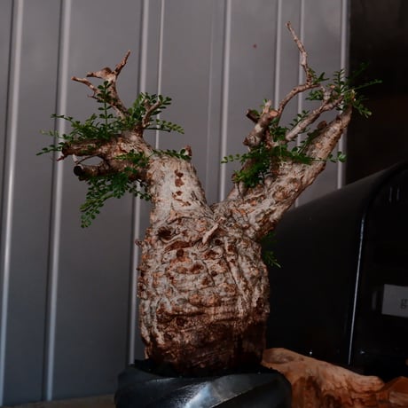 オペルクリカリア パキプス φ9.5cm［No.19］  × 沖誠 作「Spilal - 燻銀彩 - / round 」 3号 植木鉢 笠間焼