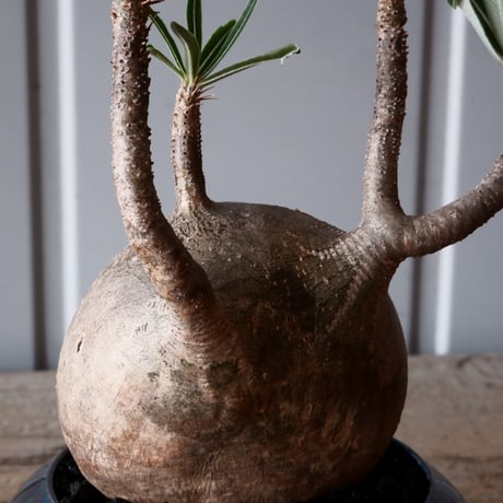 グラキリス φ10cm - 象牙宮-［No.50］× 坂本新 作 作品【 LUSTER BLACK 】3号 植木鉢 笠間焼