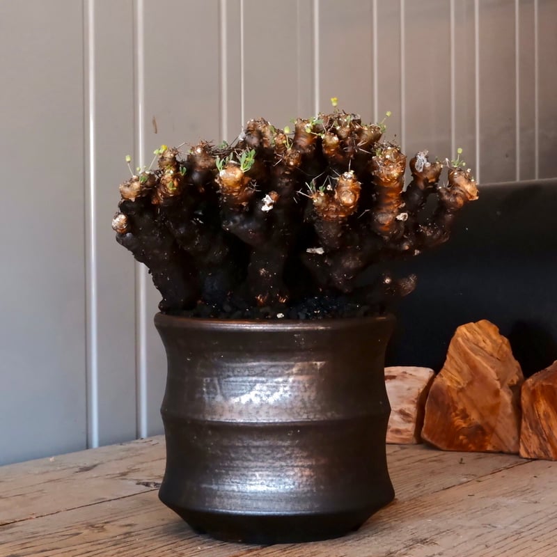 大株 】オトンナ ユーフォルビオイデス ［No.87］ × 松野然【 ZEN 】 5