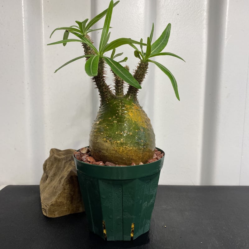 美丸形美緑色【グラキリス 小-中ぶり 発根済 2020年8月輸入 現地株】BH  