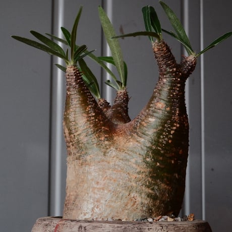 グラキリス φ7.5cm - 象牙宮 -［No.70］  ×   沼野秀章 作「 刻ム音 」3号 植木鉢 笠間焼