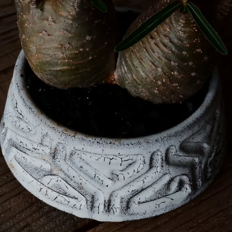 二頭 グラキリス φ12cm  - 象牙宮- ［No.38］  ×   根本峻吾 作 S.N POT type.cylinder - low「 月光ノ鐵」4号 植木鉢 笠間焼