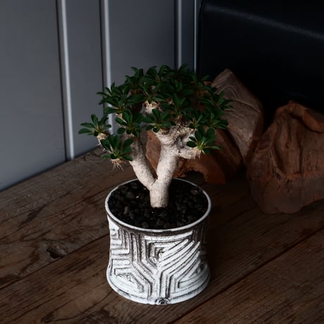 ユーフォルビア ギラウミニアナ 輸入株 発根済［No.3］  × 根本峻吾 作品【 S.N POT type.slim「 鐵 / 月光 ver. 」4.5号 】笠間焼 植木鉢
