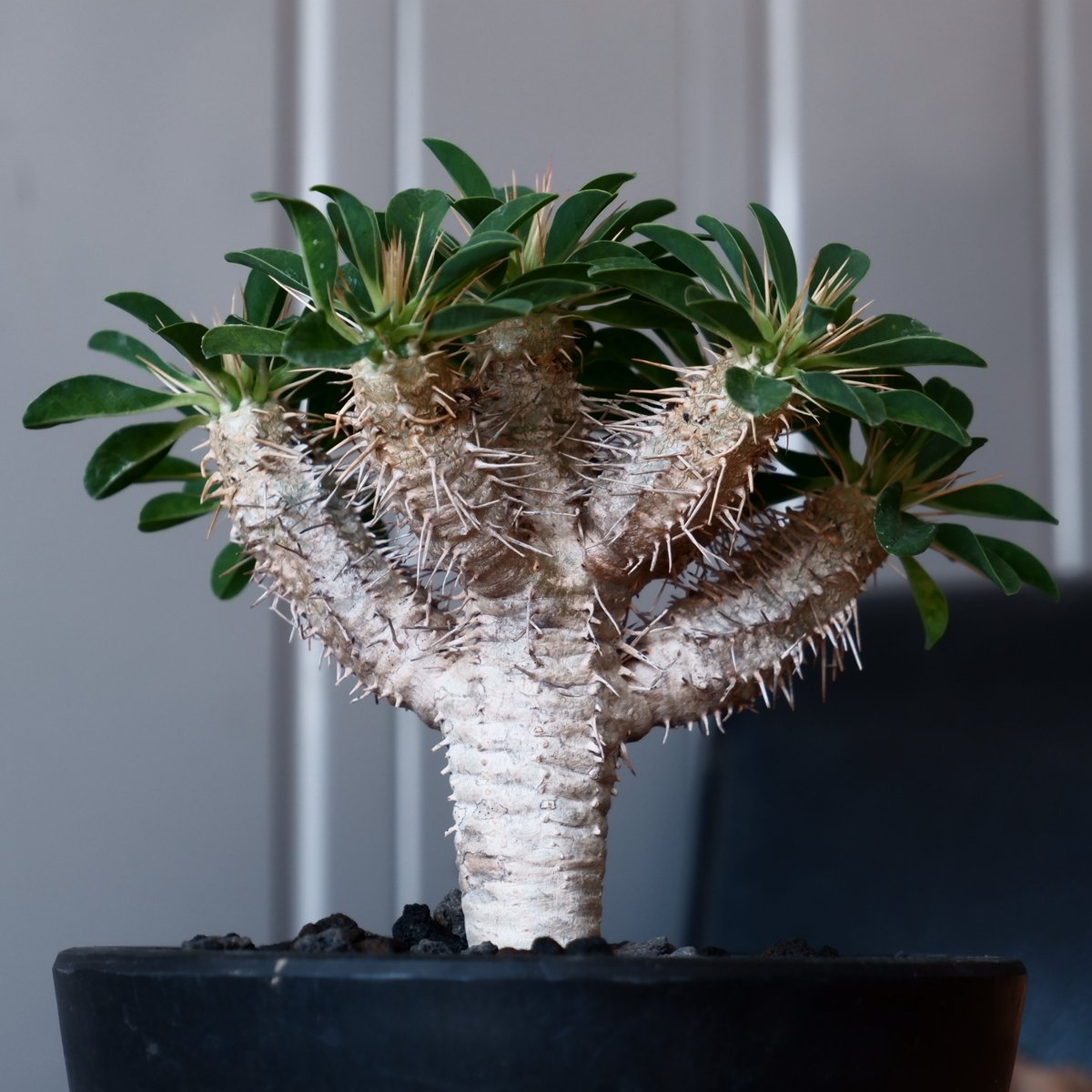 ユーフォルビア ギラウミニアナ5株セット ユーフォルビア